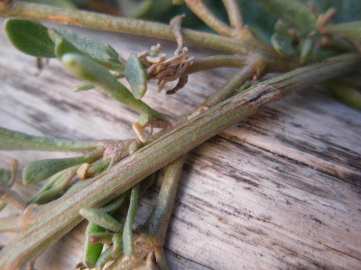 Halimione portulacoides / Atriplice portulacoide